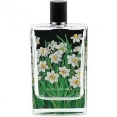 White Narcisse
