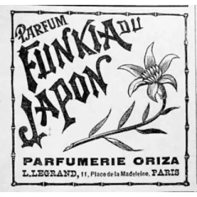 Parfum Funkia du Japon